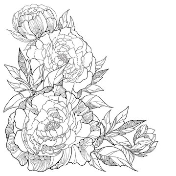 Bouquet with ornate peony flower and leaves isolated on white background. Floral elements in contour style.