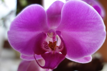 blühende Orchidee - Phalaennopsis