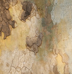 Wooden texture, sycamore tree