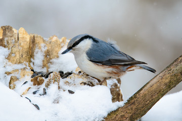 Nuthatch perched on a tree in winter