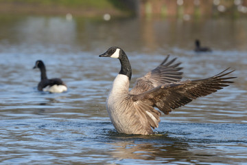 Canada Goose, Branta canadensis