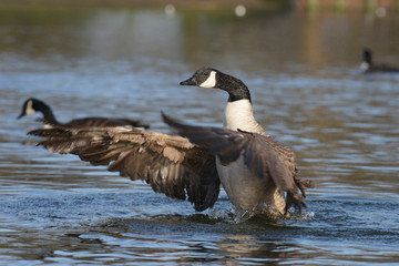 Canada Goose, Branta canadensis