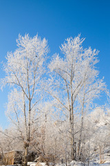 Two trees covered with snow against the blue and clear sky