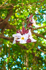 White Daphne tangutica
