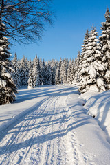 view of the forest in winter time