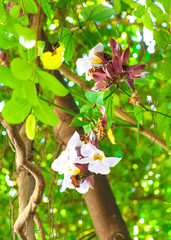 White Daphne tangutica