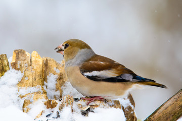 the female Grosbeak sitting on a branch in winter
