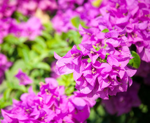 Obraz premium Bougainvillea Flower