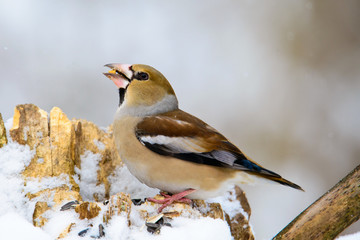 the female Grosbeak sitting on a branch in winter