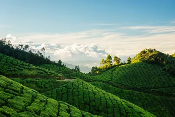 Rolgordijnen Green hills of Kolukkumalai tea plantations in Munnar © gilitukha
