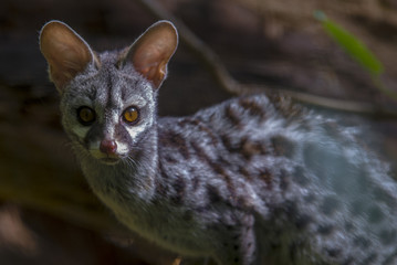 Genet