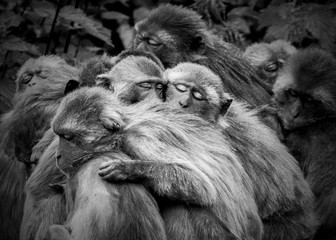 Monkey Huddle