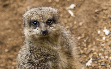 Meerkat