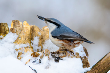 Obraz premium Eurasian Nuthatch, cute singing bird