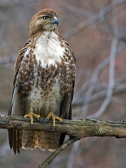 Red-tailed Hawk