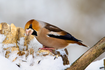 male Hawfinch Coccothraustes on a branch in winter