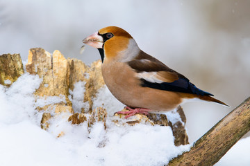 Hawfinch Coccothraustes on a branch
