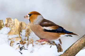 Hawfinch Coccothraustes on a branch