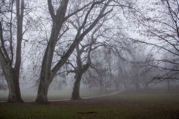 Misty Morning in the Park