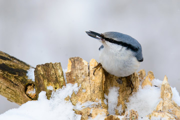 Obraz premium Nuthatch perched on a tree in winter