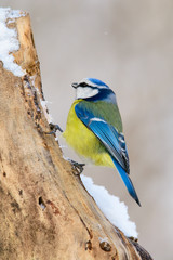 Great tit on a branch