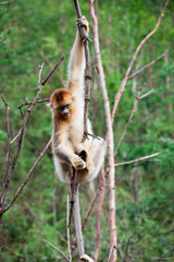 Wild leaf monkey