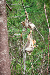 snub-nosed monkey in the wild