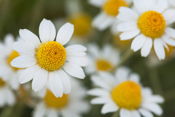 white daisies. a bush of white daisies in a solar field.
