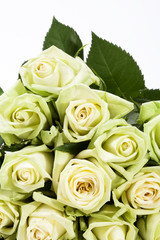 bouquet of white-green roses on white background