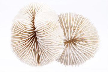 seashells of Fungia  on white background, close up