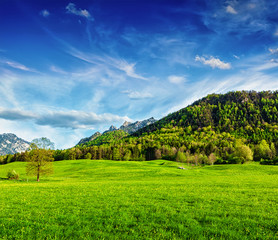 Fototapeta na wymiar Alpine meadow in Bavaria, Germany
