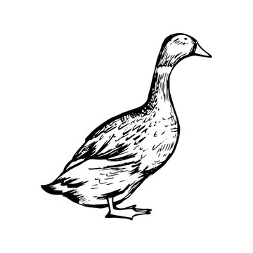 Hand drawn black and white duck