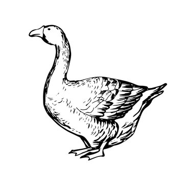 Hand drawn black and white goose