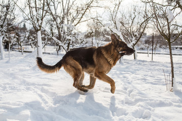 German Shepherd playing