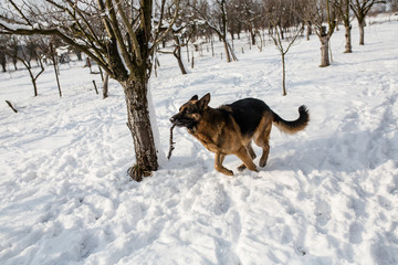 German Shepherd in a toy drive