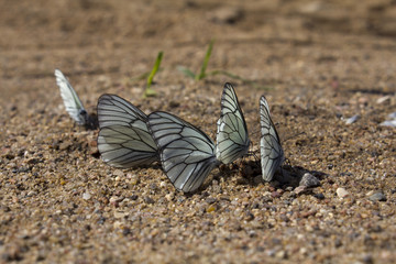 Fototapeta na wymiar cabbage butterfly on sand