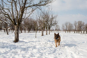 German Shepherd running