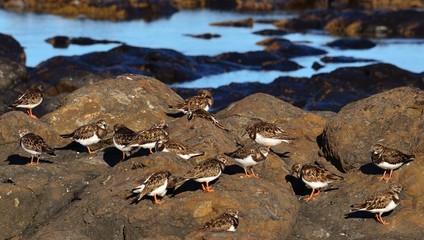 Flock of small turnstone birds on the rocky shore