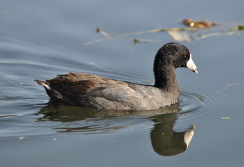 Swimming American Coot