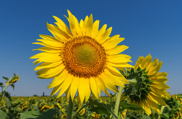 flower of sunflower on field and deep blue sky