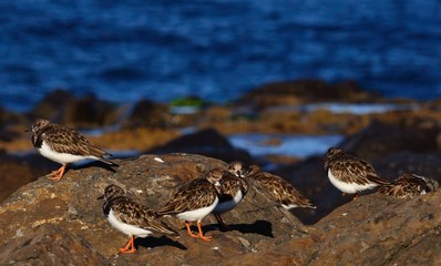 Group of small turnstone birds