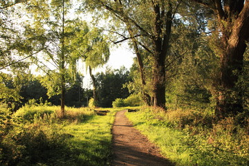 Pfad durch eine Wiese umgeben von Bäumen