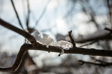 Ice on the branch