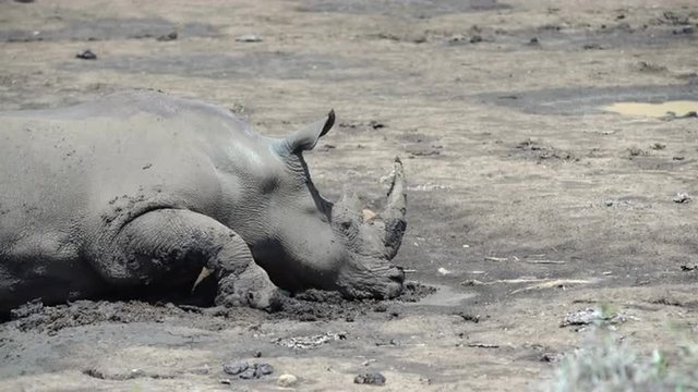 Rhino laying down in the mud in hluhluwe imfolozi park South Africa