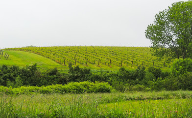 Fototapeta premium Lush meadows and fields, young springtime grapes in Vineyards under overcast sky in Nova Scotia. Rural vineyards growing grapes for local wine producers.