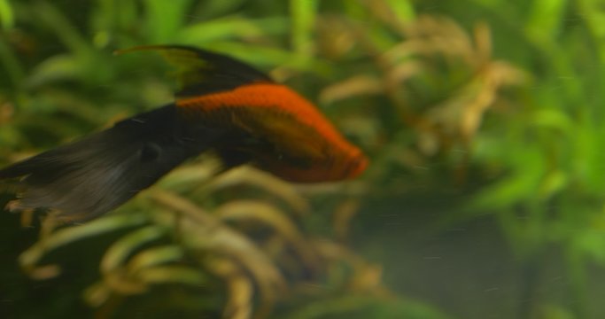 Cichlid, Orange Goldfish With Black Tail, Paracheirodon Axelrodi, Siamese Algae Eater, among Green Water Plants