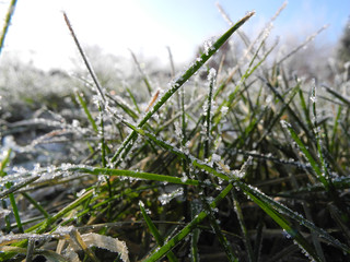 Raureif auf Gras