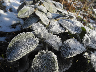 Raureif auf Salbeibusch