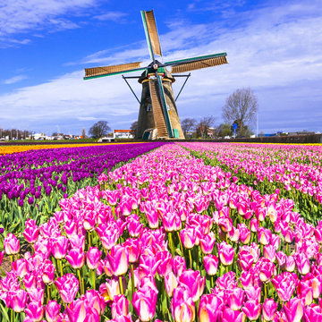 traditional Holland countryside - windmills and tulips