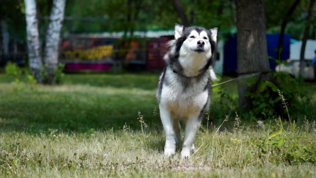 A beautiful dog sitting on the grass, Husky